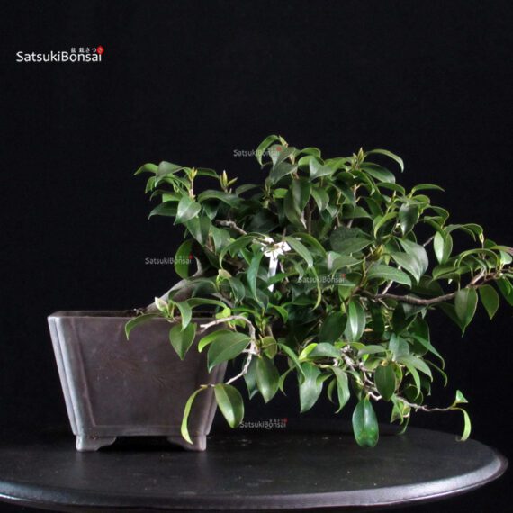 Camellia Japonica - immagine 3