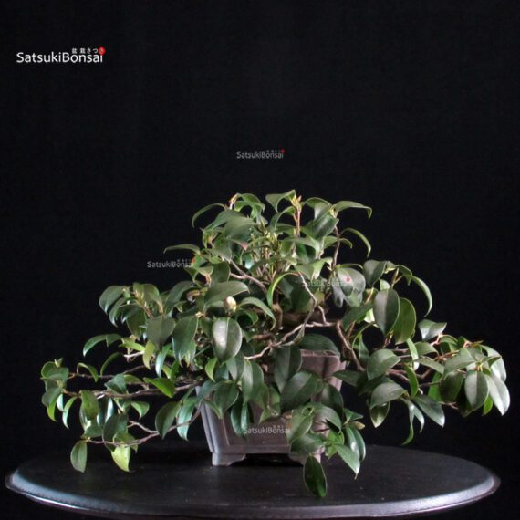 Camellia Japonica - immagine 4