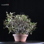 Eleagnus - Kan Gumi - immagine 2