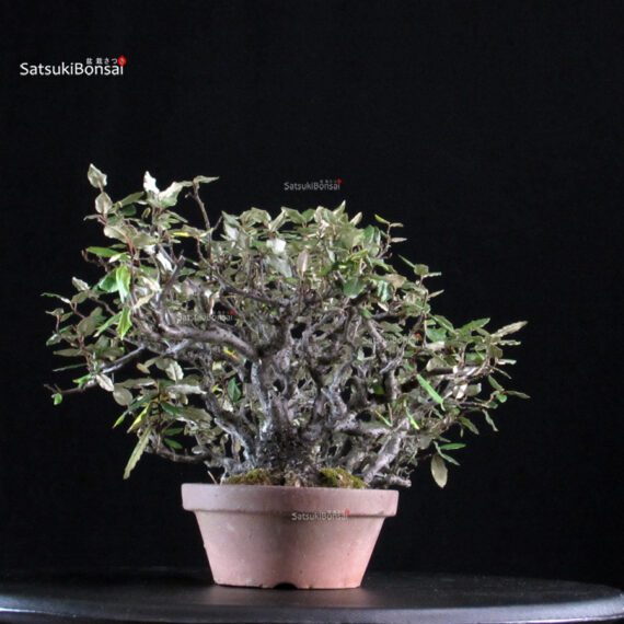 Eleagnus - Kan Gumi - immagine 2