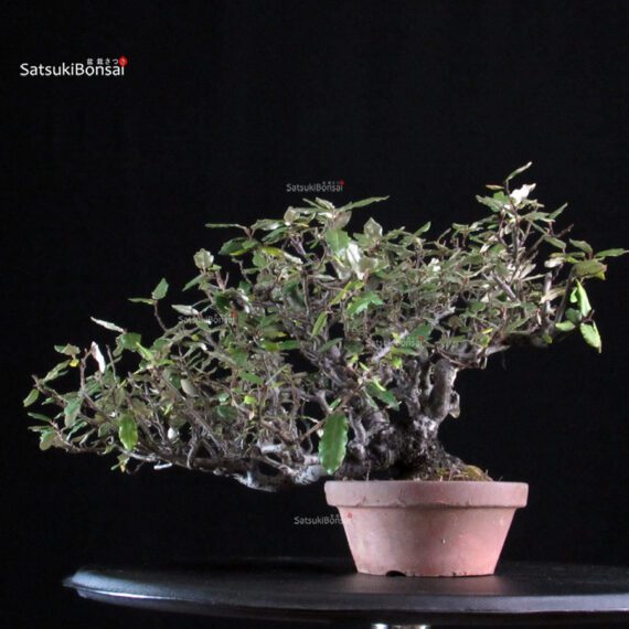 Eleagnus - Kan Gumi - immagine 3