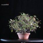 Eleagnus - Kan Gumi - immagine 4