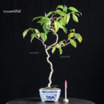 Camellia Japonica Unryu - Zigzag