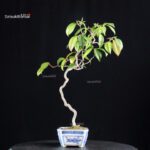 Camellia Japonica Unryu - Zigzag - immagine 2