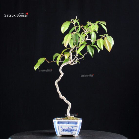 Camellia Japonica Unryu - Zigzag - immagine 2