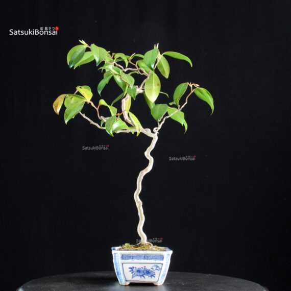 Camellia Japonica Unryu - Zigzag - immagine 3