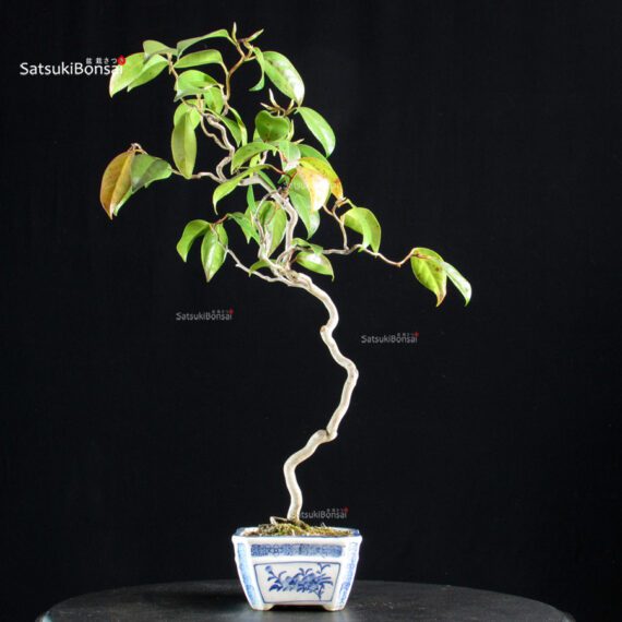 Camellia Japonica Unryu - Zigzag - immagine 4