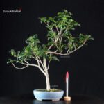 Camellia Japonica Kantsubaki