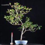 Camellia Japonica Kantsubaki