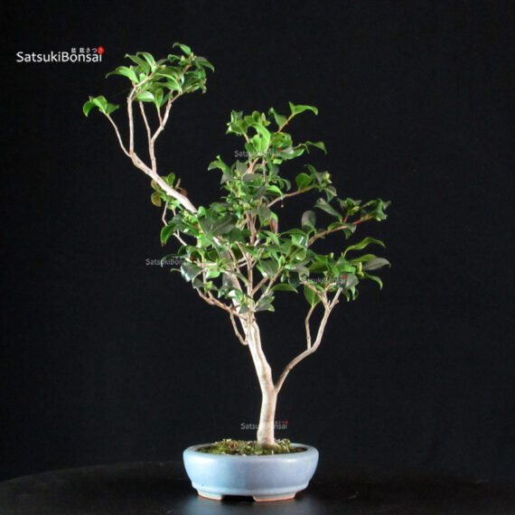Camellia Japonica Kantsubaki - immagine 2