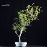 Camellia Japonica Kantsubaki - immagine 2