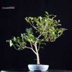 Camellia Japonica Kantsubaki - immagine 3