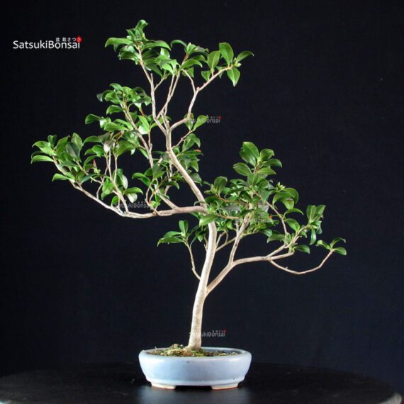 Camellia Japonica Kantsubaki - immagine 3