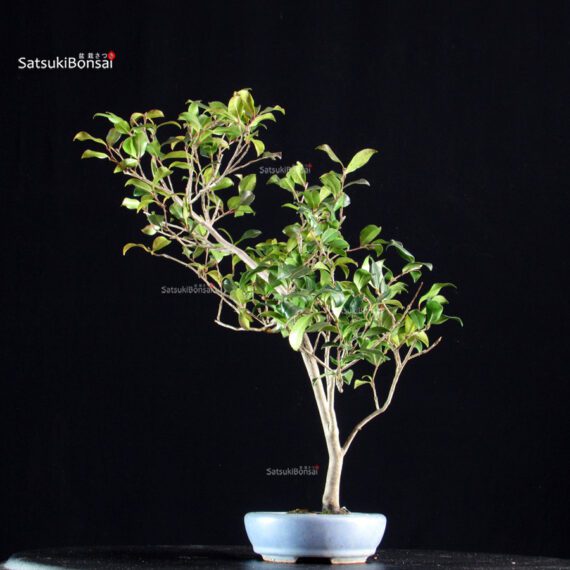 Camellia Japonica Kantsubaki - immagine 4