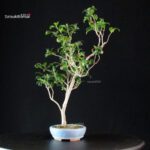 Camellia Japonica Kantsubaki - immagine 4