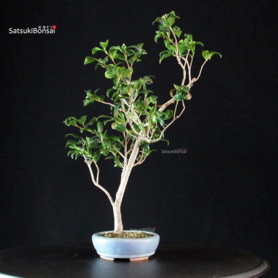 Camellia Japonica Kantsubaki - immagine 4