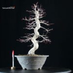 Acero palmato Yamamomiji