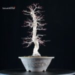 Acero palmato Yamamomiji - immagine 2