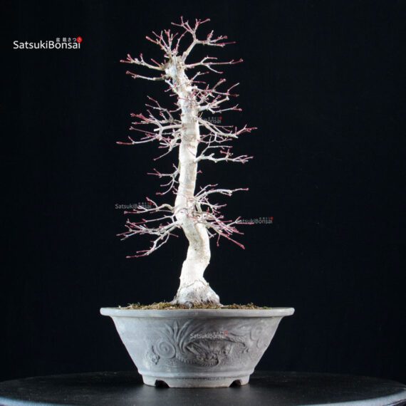 Acero palmato Yamamomiji - immagine 2