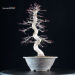 Acero palmato Yamamomiji - immagine 3