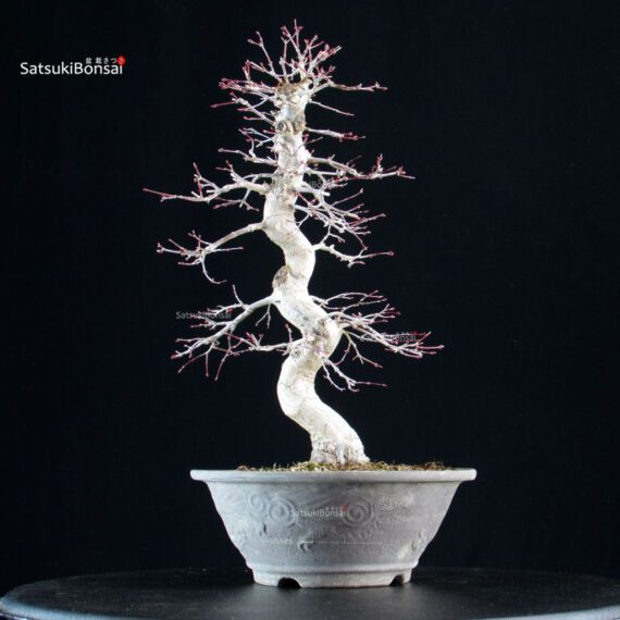 Acero palmato Yamamomiji - immagine 3