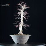 Acero palmato Yamamomiji - immagine 4