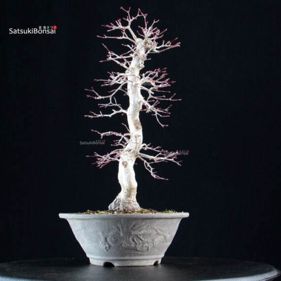 Acero palmato Yamamomiji - immagine 4