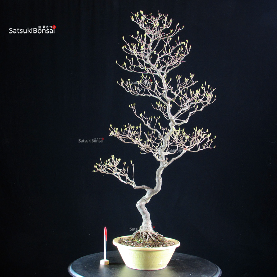 6230_1-Callicarpa-Japonica Callicarpa Japonica - immagine 1