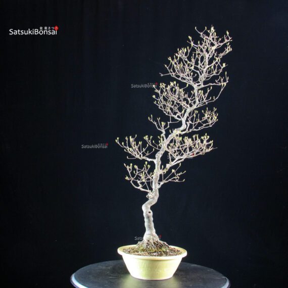 Callicarpa Japonica - immagine 4