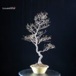 Callicarpa Japonica - immagine 6