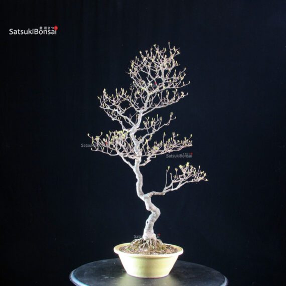 Callicarpa Japonica - immagine 6