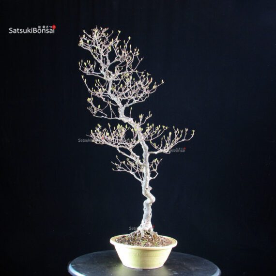 Callicarpa Japonica - immagine 5