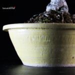 Callicarpa Japonica - immagine 7