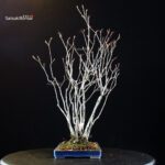 Pourthiaea Villosa - immagine 3