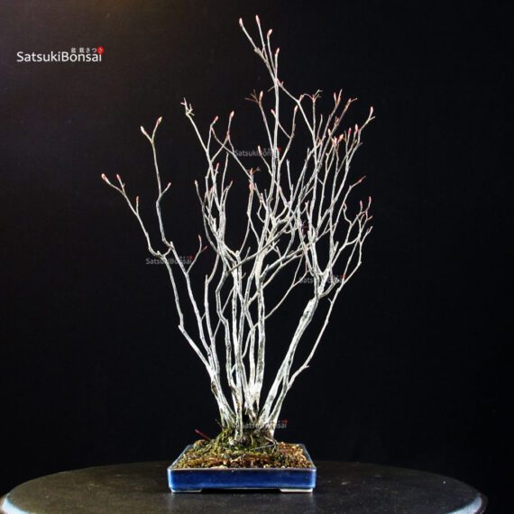 Pourthiaea Villosa - immagine 3