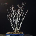 Pourthiaea Villosa - immagine 4