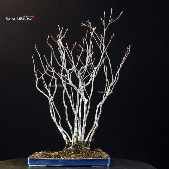 Pourthiaea Villosa - immagine 4