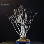 Pourthiaea Villosa - immagine 5