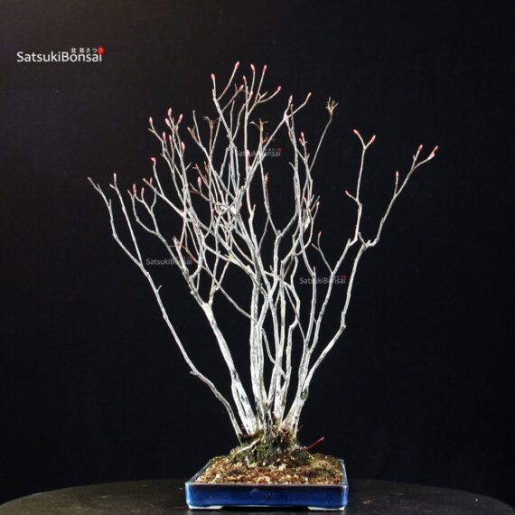 Pourthiaea Villosa - immagine 5