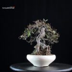 Eleagnus - Kan Gumi - immagine 2