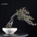 Eleagnus - Kan Gumi - immagine 3