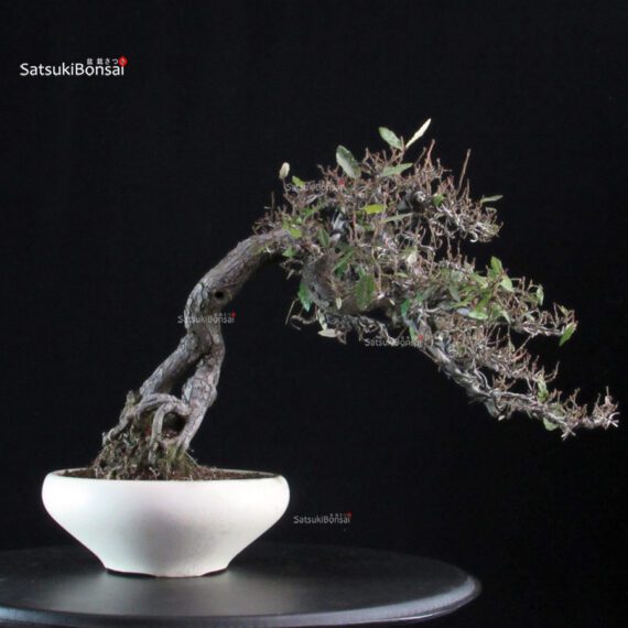 Eleagnus - Kan Gumi - immagine 3