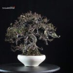 Eleagnus - Kan Gumi - immagine 4