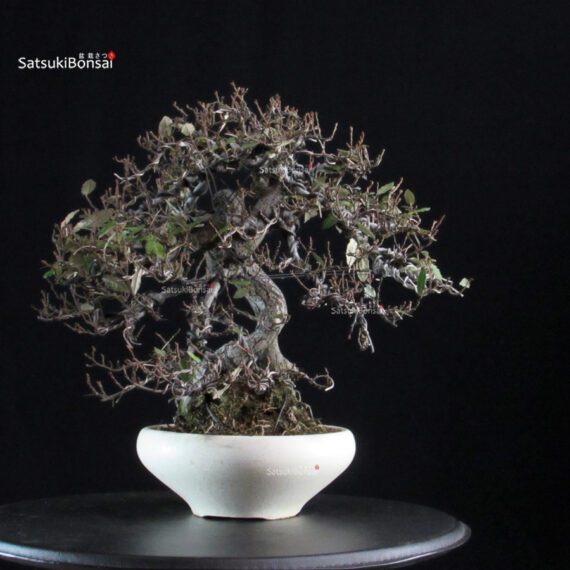 Eleagnus - Kan Gumi - immagine 4