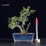 Chaenomeles Speciosa - Chojubai