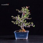 Chaenomeles Speciosa - Chojubai - immagine 3