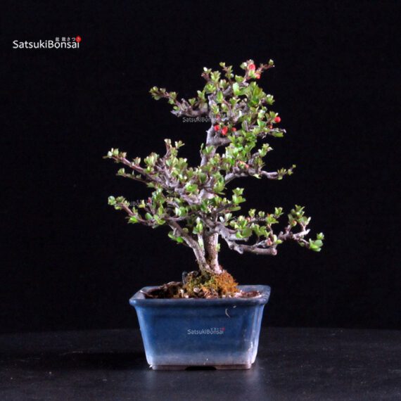 Chaenomeles Speciosa - Chojubai - immagine 3