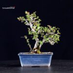 Chaenomeles Speciosa - Chojubai - immagine 4