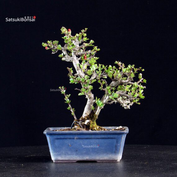 Chaenomeles Speciosa - Chojubai - immagine 4