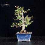 Chaenomeles Speciosa - Chojubai - immagine 5